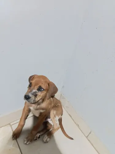 Cachorros para adoção