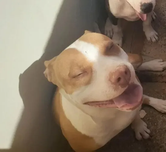 Cachorro pitbull