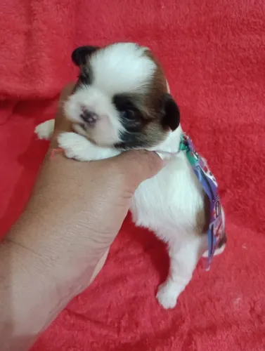 Shih Tzu machos com pedigree, vacina, contrato e entrega, em 10x no Cartão