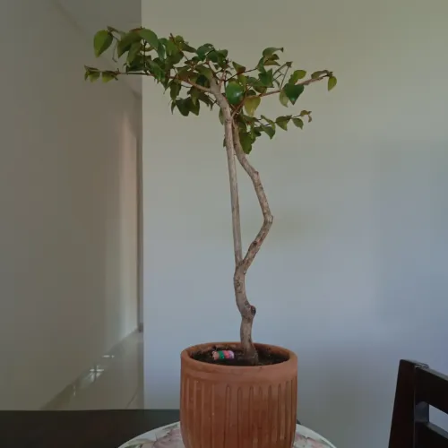 Bonsai de Pitanga