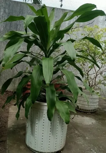 Plantas para casa