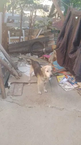 estou doando esse cachorro não tenho espaço direito
