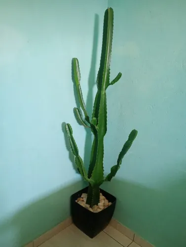 Vendo cacto, mandacaru 