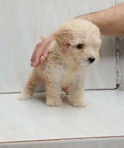 Poodle Toy com Poodle n1 FOFINHO!