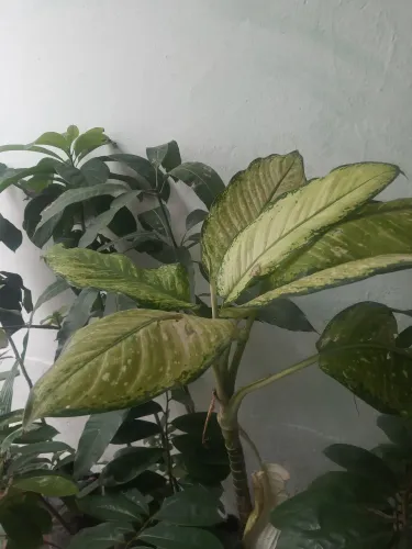 PLANTAS PARA REVENDA, MAIS FE 70 PLANTAS. ACEITA OFERTA