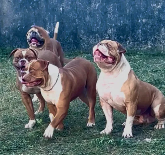 Olde Engles Bulldog 