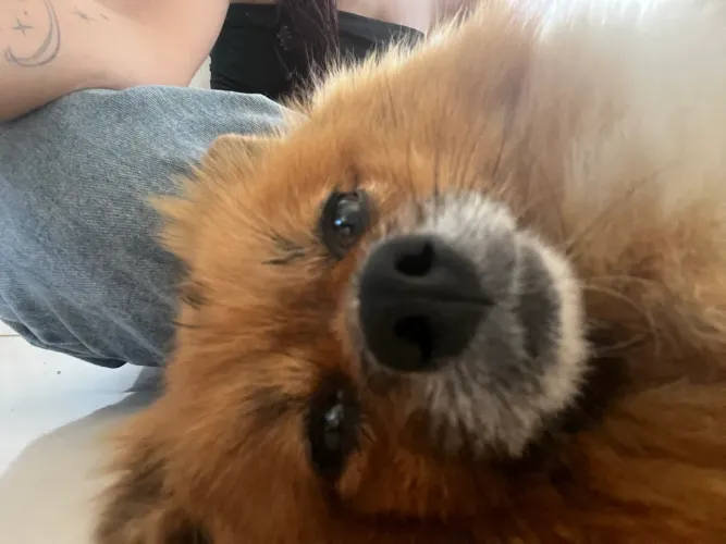 vendo filhotes de lulu da pomerania