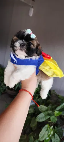 Shitzu miniatura fêmea 