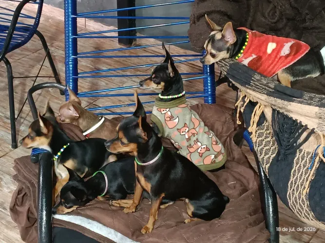 Pinscher macho muito pequeno 