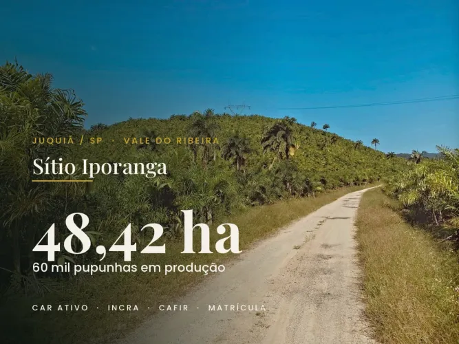 20 alqueires em Juquiá/SP com pupunha em corte e várzea para expandir