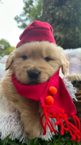 Golden Retriever