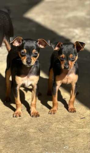 Filhote de Pinscher