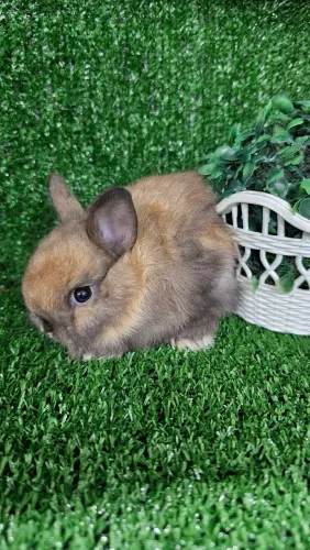 Coelho ANÃO NETHERLAND mini