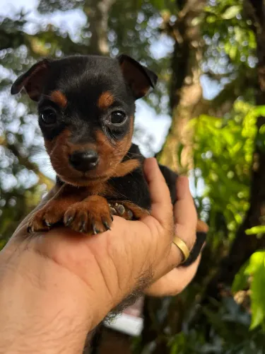 Filhote de Pinscher mini 