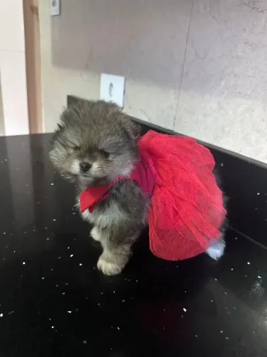 Lulu da pomerania 