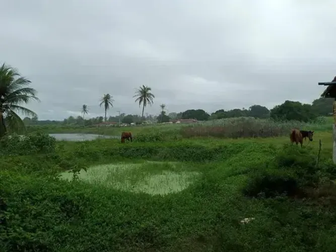 Excelente Granja com 11 hectares na região de Monte Alegre