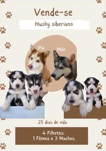 Vende - se 2 filhotes de husky puro