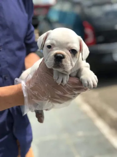 Bulldog Francês Fêmea Pequena e Charmosa | Pedigree Oficial e Entrega Segura