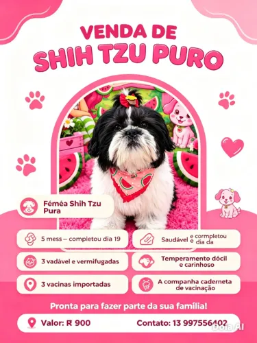 Cachorro