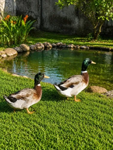 Pato Real Mareco