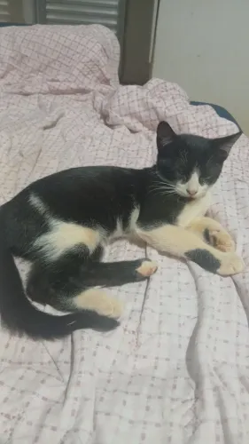 Gatinhos para adoção 