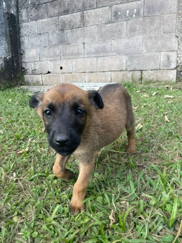 Pastor belga malinois- filhote