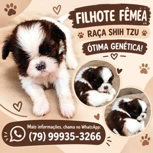 Filhotes