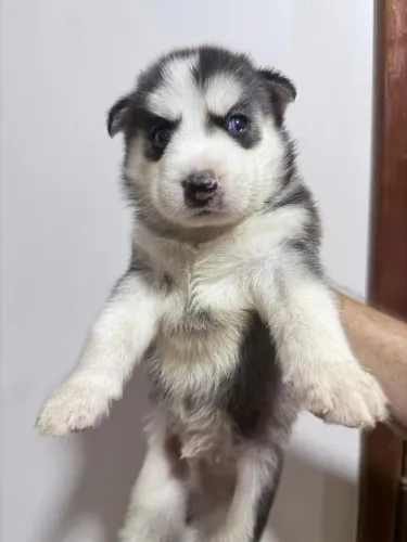 VENDE-SE FILHOTES DE HUSKY SIBERIANO