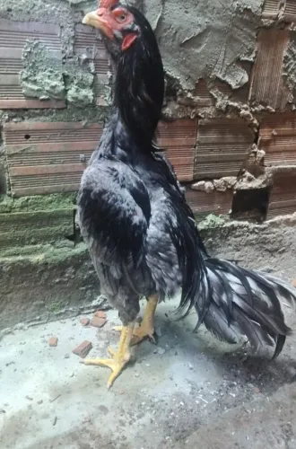Lindos frangos de raça