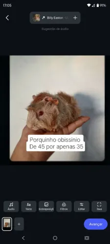 Porquinho macho 