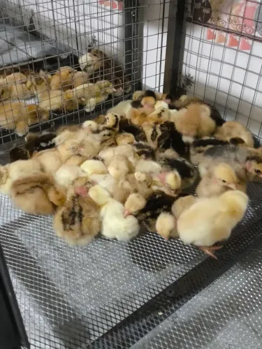 Galinha caipira - ovos e pintinhos