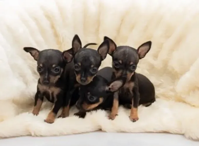 Pinscher disponivel machos e femeas zero
