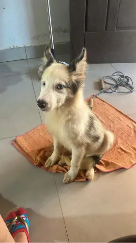 Filhote Boder Colie Merle