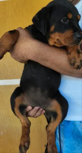 Filhotes de Rottweiler Porte Grande com 60 dias de nascidos