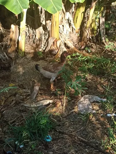 Vendo 5 galinhas caipira 