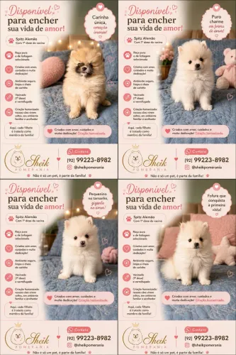 Spitz alemão (lulu da pomerania )