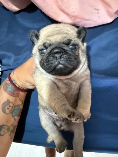 Filhote Pug