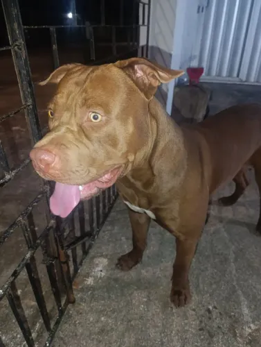 Filhotes de Pit bul