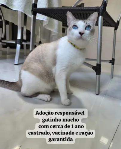 Gatinho para Adoção Responsável 