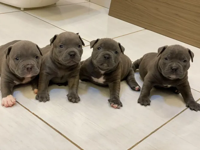 Filhotes American Bully 