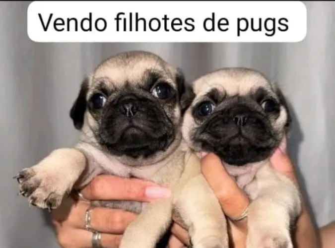 Filhote de pug