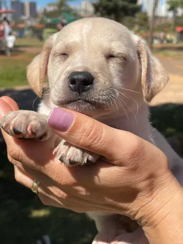 Cachorros machos filhotes para doação