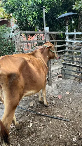 VACA PARIDA