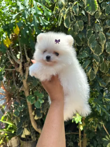 Lulu da pomerania anão