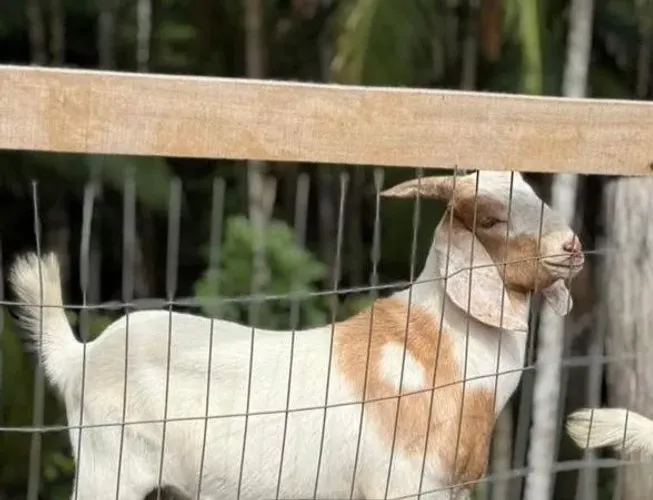  Jovem Cabrito Boer