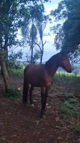 Cavalo a venda ou troca