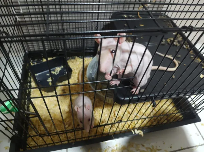 Gaiola grande 150,00 