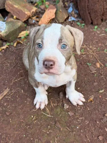Filhote de Pitbull Fêmea