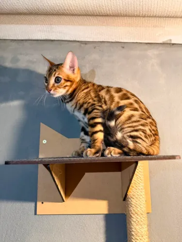 Filhotes de gato Bengal