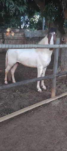 Cavalo manga larga